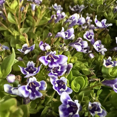 Lindernia grandiflora - Lindernia | Achat direct au producteur