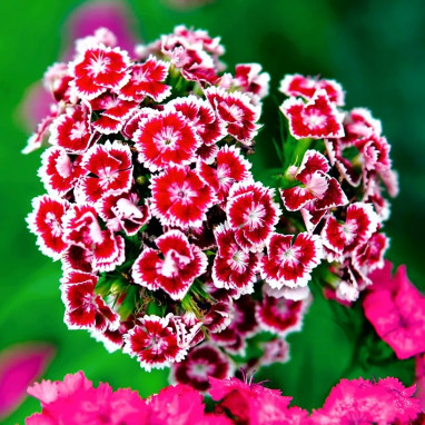Œillet du poète 'Holborn Glory' - Dianthus | Achat direct au producteur