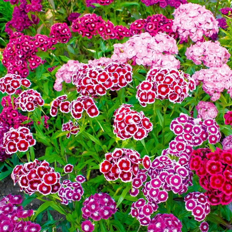 Œillet du poète 'Holborn Glory' - Dianthus | Achat direct au producteur