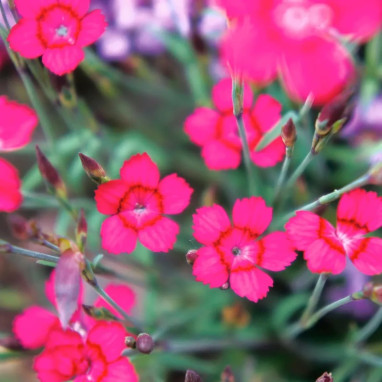 Oeillet deltoïde 'Brilliancy' - Dianthus | Achat direct au producteur
