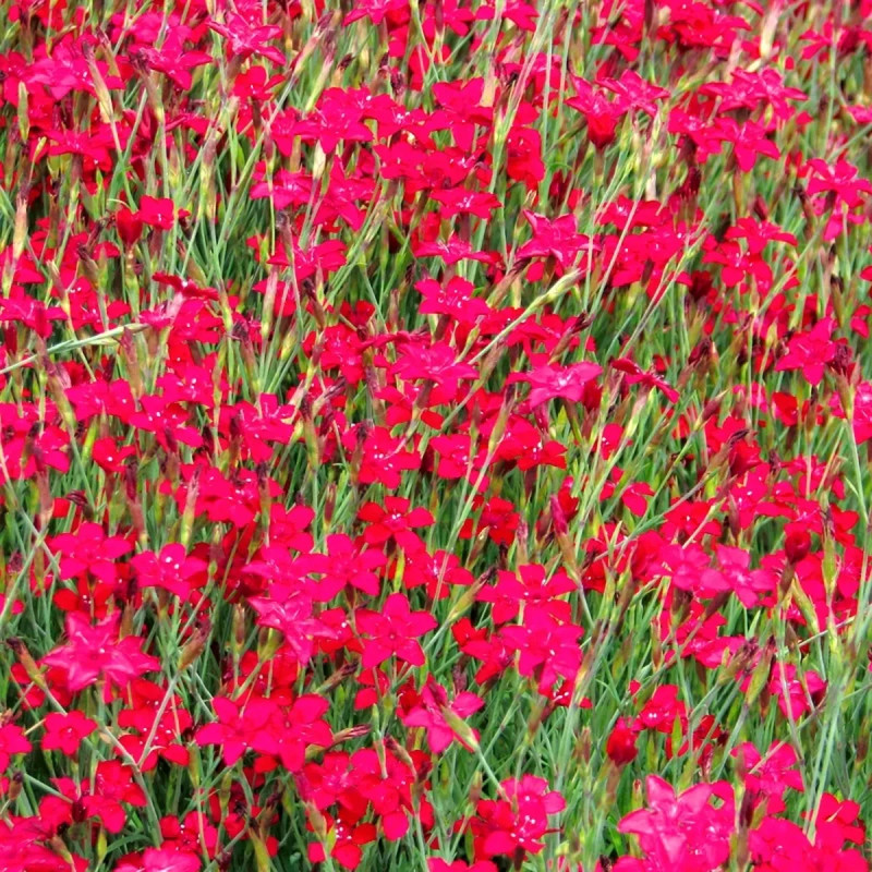 Oeillet deltoïde 'Brilliancy' - Dianthus | Achat direct au producteur