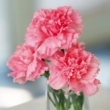 Oeillet fleuriste 'La France' - Dianthus | Achat direct au producteur