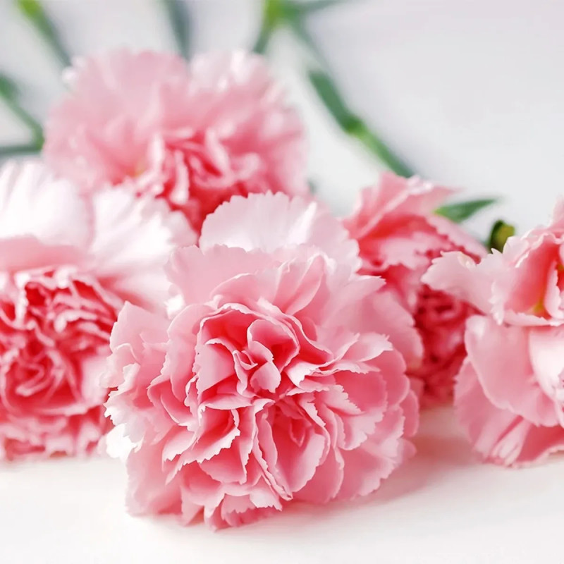Oeillet fleuriste 'La France' - Dianthus | Achat direct au producteur