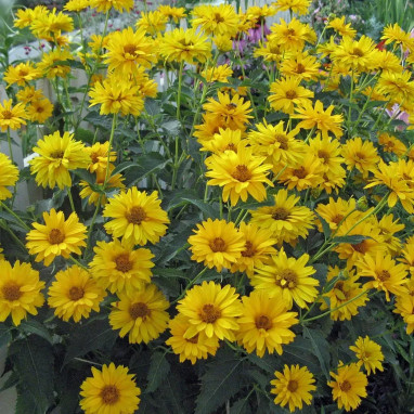 Heliopsis 'Prima Ballerina' - Heliopsis | Achat direct au producteur