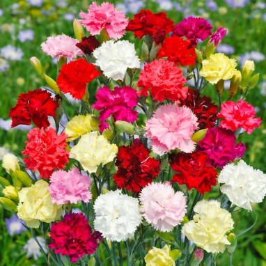 Œillet fleuriste varié - Dianthus caryophyllus | Achat producteur
