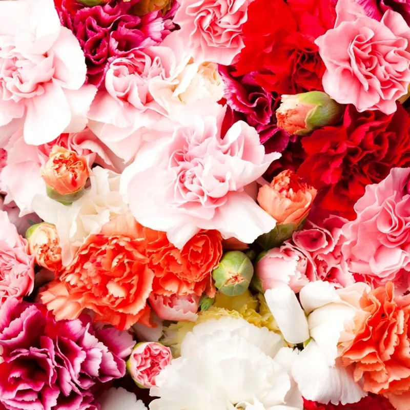 Œillet fleuriste varié - Dianthus caryophyllus | Achat producteur