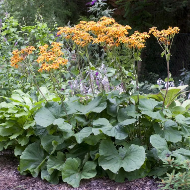 Ligularia dentata 'Orange Queen' - Ligularia | Achat producteur