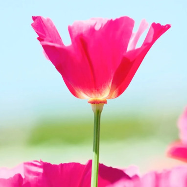 Pavot de Californie 'Carmine King' - Eschscholzia | Achat producteur