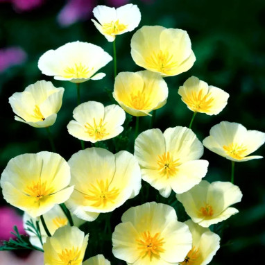Pavot de Californie Jaune Clair - Eschscholzia | Achat direct au producteur