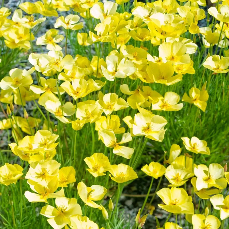 Pavot de Californie Jaune Clair - Eschscholzia | Achat direct au producteur