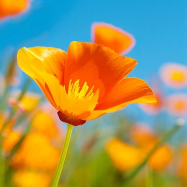 Pavot de Californie orange BIO - Eschscholzia | Achat producteur