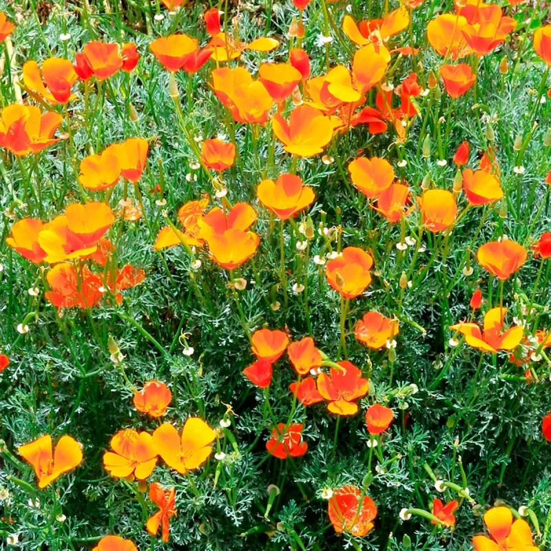 Pavot de Californie orange BIO - Eschscholzia | Achat producteur