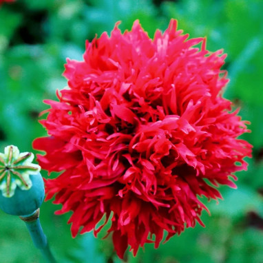 Pavot pivoine 'Scarlet' - Papaver | Achat direct au producteur
