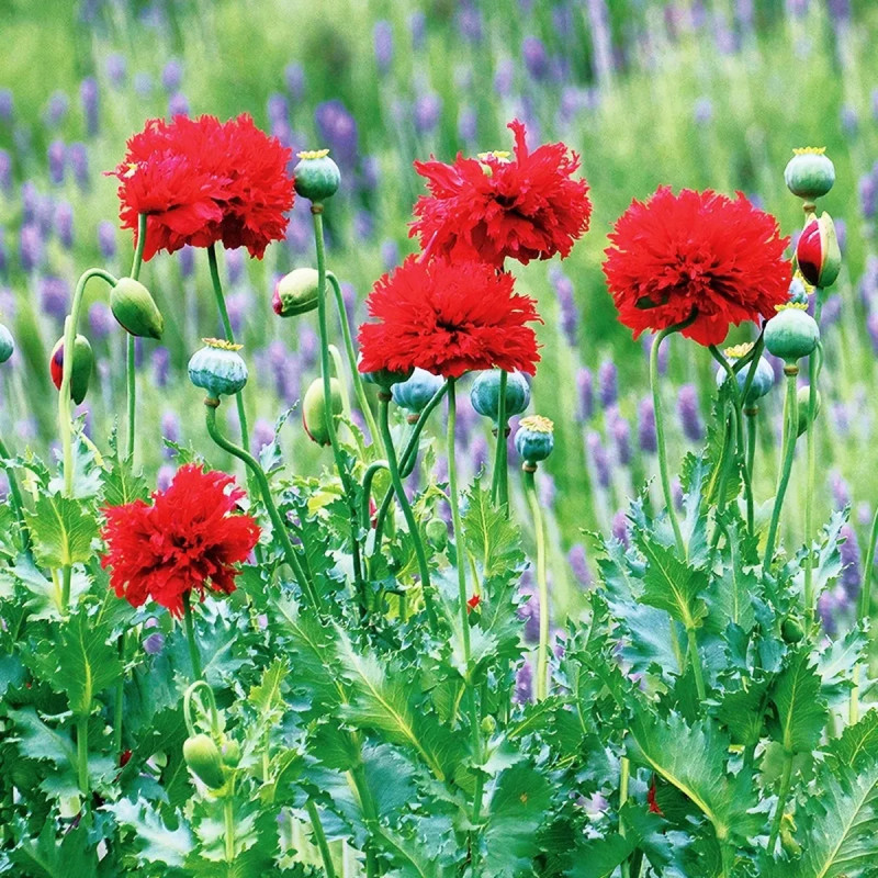 Pavot pivoine 'Scarlet' - Papaver | Achat direct au producteur