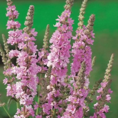 Lythrum salicaria 'Blush' - Lythrum | Achat direct au producteur