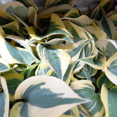 Hosta 'Autumn Frost' - Hosta | Achat direct au producteur