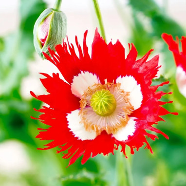 Pavot somnifère 'Danish Flag' - Papaver | Achat direct au producteur