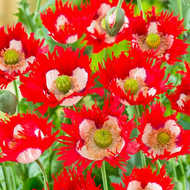 Pavot somnifère 'Danish Flag' - Papaver | Achat direct au producteur