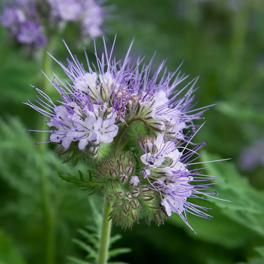 Phacélie - Phacelia tanacetifolia | Achat direct au producteur