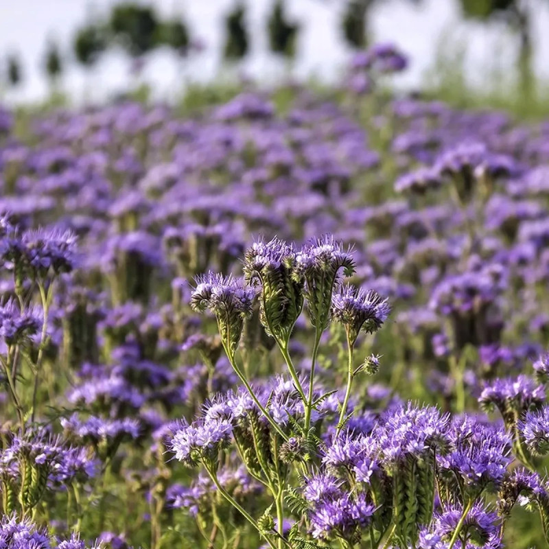 Phacélie - Phacelia tanacetifolia | Achat direct au producteur