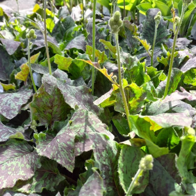 Hieracium maculatum 'Leopard' - Hieracium | Achat direct au producteur