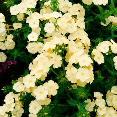 Phlox de Drummond 'Isabellina' - Phlox | Achat direct au producteur