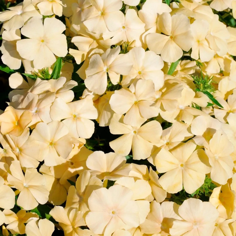 Phlox de Drummond 'Isabellina' - Phlox | Achat direct au producteur