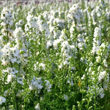 Pied d'alouette annuel blanc - Delphinium | Achat direct au producteur