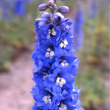 Pied d'alouette 'Blue Spire' - Delphinium | Achat direct au producteur