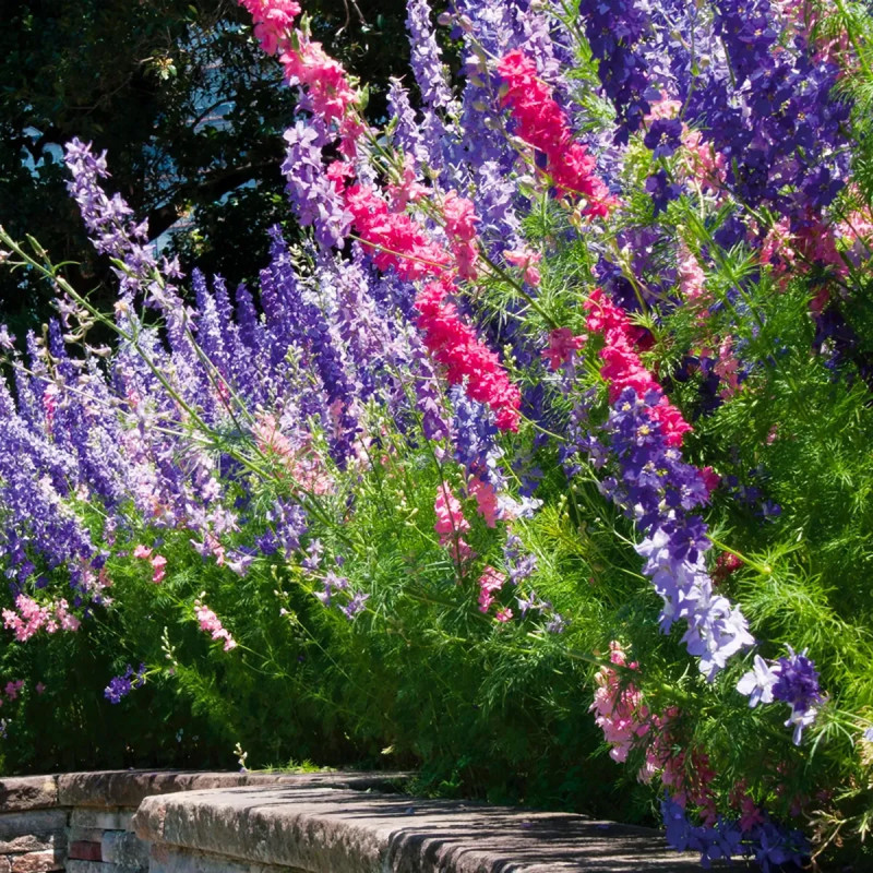 Pied d'alouette 'Blue Spire' - Delphinium | Achat direct au producteur