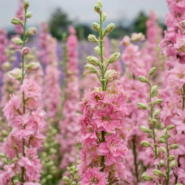 Pied d'alouette annuel rose - Delphinium | Achat direct au producteur