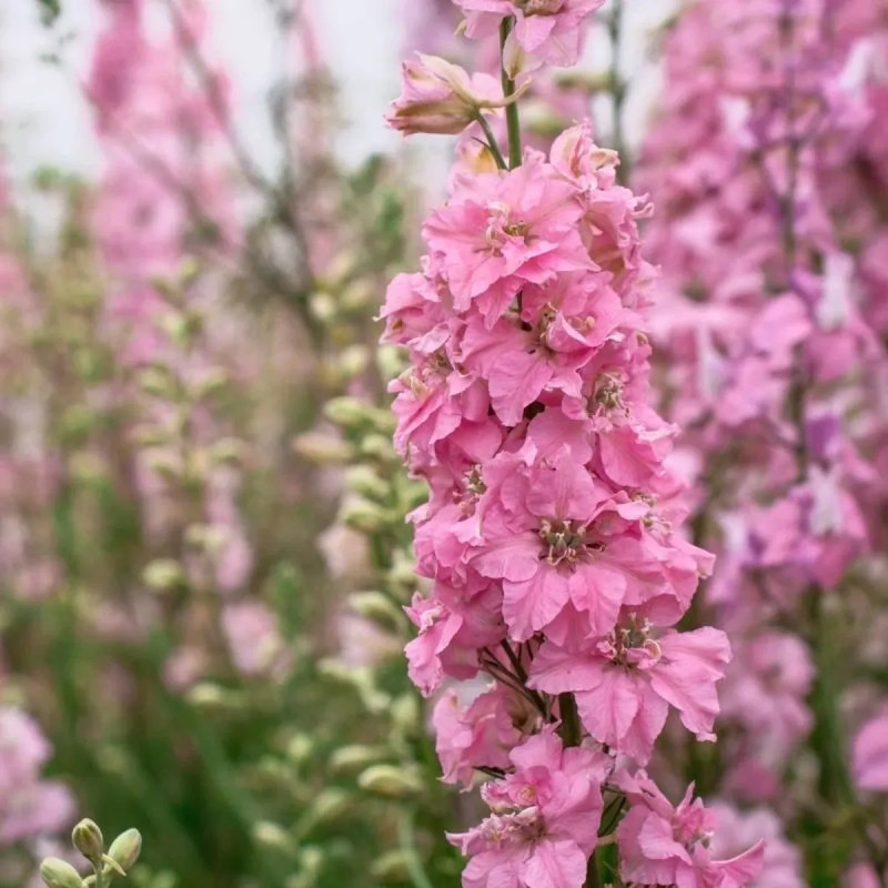 Pied d'alouette annuel rose - Delphinium | Achat direct au producteur
