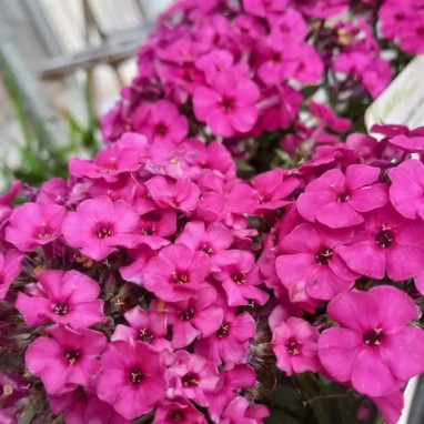 Phlox paniculata EARLY 'Magenta' - Phlox | Achat producteur
