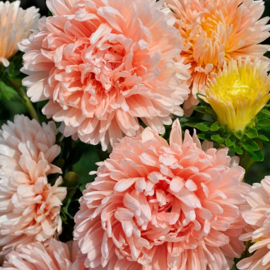 Reine Marguerite Fleur de Pivoine Apricot - Callistephus | Achat producteur