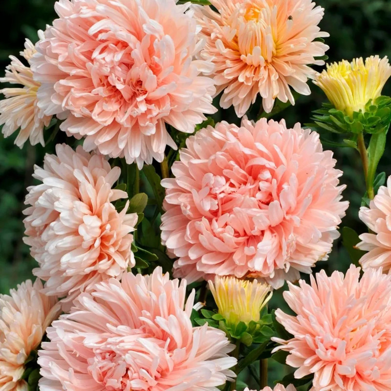 Reine Marguerite Fleur de Pivoine Apricot - Callistephus | Achat producteur