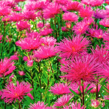 Reine Marguerite Nova rose - Callistephus | Achat direct au producteur