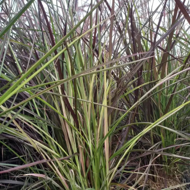 Pennisetum advena 'Cherry Sparkler' - Pennisetum | Achat producteur