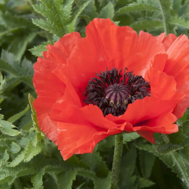 Papaver orientale 'Beauty of Livermere' | Achat direct au producteur