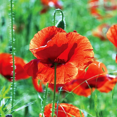 Coquelicot simple rouge BIO - Papaver rhoeas | Achat producteur