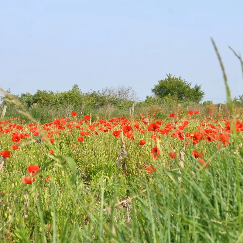 Coquelicot simple rouge BIO - Papaver rhoeas | Achat producteur