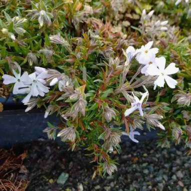 Phlox subulata Spring Lavender - Phlox | Achat direct au producteur