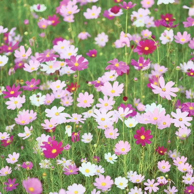 Cosmos bipinnatus 'Géant Mélange' BIO | Achat direct producteur