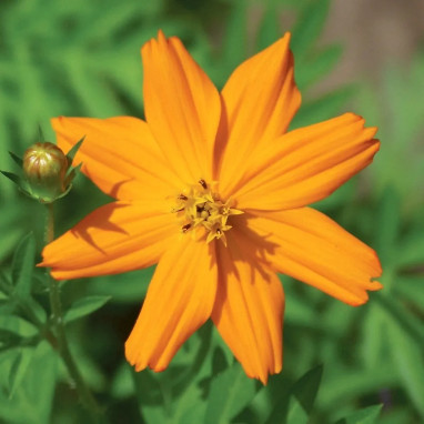 Cosmos sulphureus 'Bright Lights' mélange BIO | Achat producteur