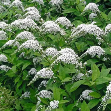 Lysimachia clethroides - Lysimachia | Achat direct au producteur