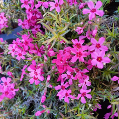 Phlox subulata 'Spring Scarlet' - Phlox | Achat direct au producteur