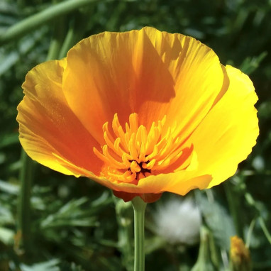 Pavot de Californie Mélange BIO - Eschscholzia | Achat producteur