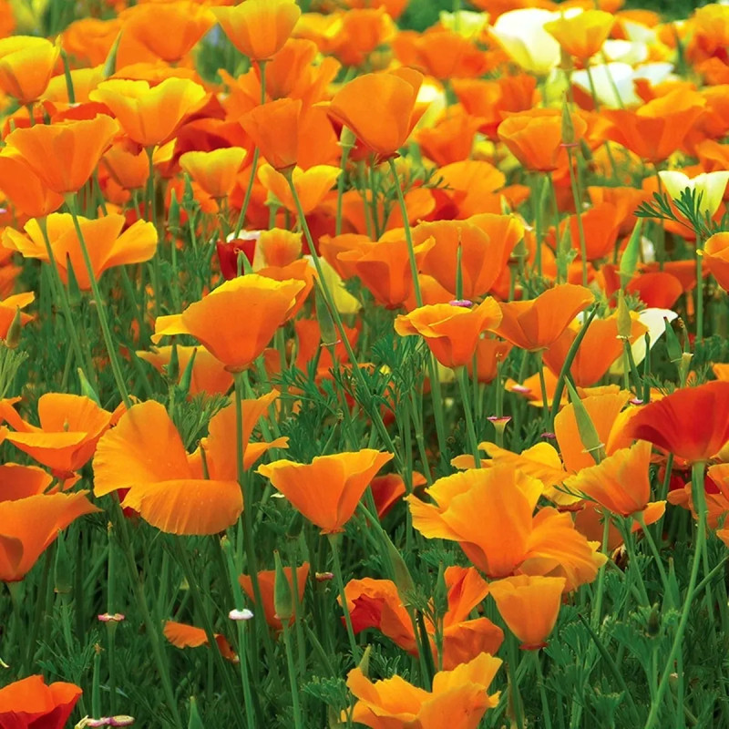 Pavot de Californie Mélange BIO - Eschscholzia | Achat producteur