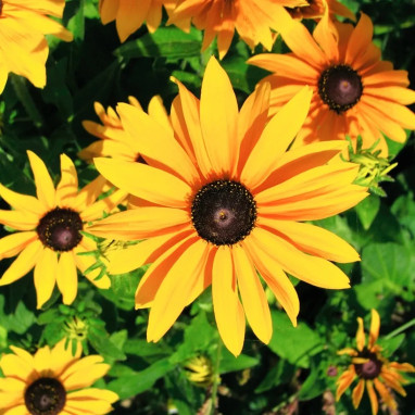 Rudbeckia hirta 'Marmalade' - Rudbeckia | Achat direct au producteur