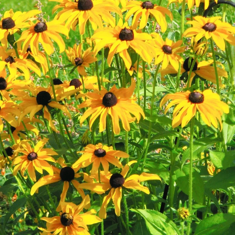 Rudbeckia hirta 'Marmalade' - Rudbeckia | Achat direct au producteur