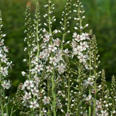 Lysimachia ephemerum - Lysimachia | Achat direct au producteur